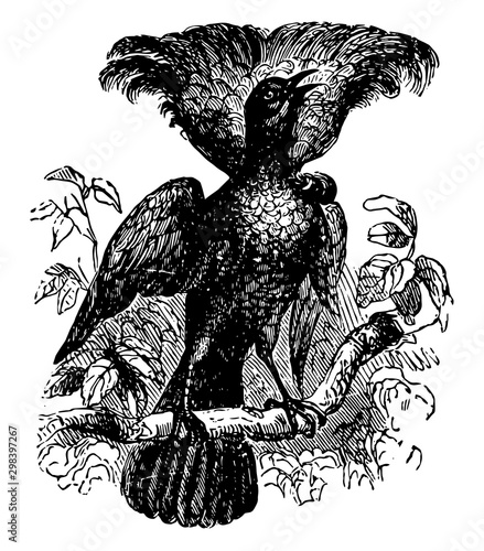 Promerops Superba Bird, vintage illustration.