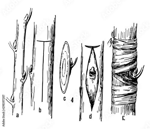 Budding Grafting, vintage illustration.