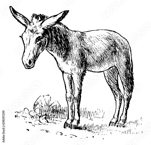 Burro, vintage illustration.