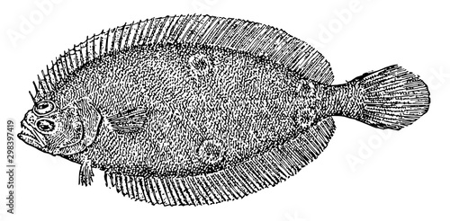 American Fourspot Flounder, vintage illustration.