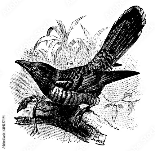 Channel Billed Cuckoo, vintage illustration.