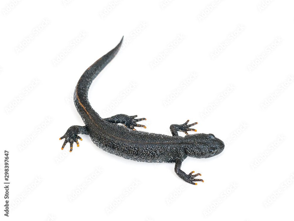 Naklejka premium Elegant black lizard Triton isolated on white background.