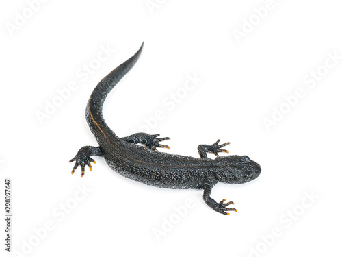 Elegant black lizard Triton isolated on white background.