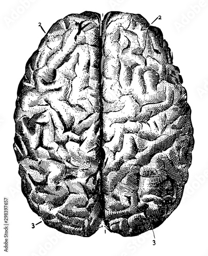 Brain Seen from Above, vintage illustration