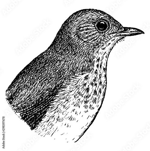 Wilson Thrush, vintage illustration.