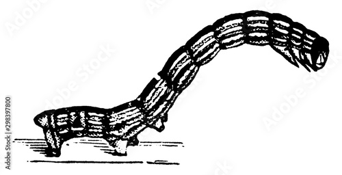 Canker Worm, vintage illustration.