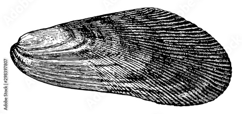 Mussel, vintage illustration.