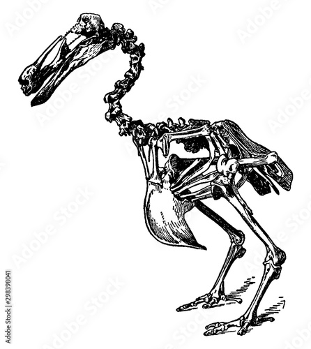 Dodo Skeleton, vintage illustration.