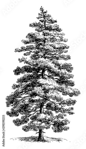 Corsican Pine vintage illustration.