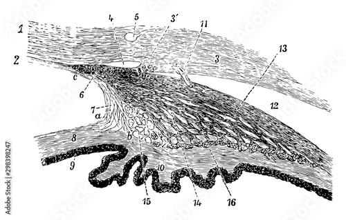 Ciliary Processes of the Eye, vintage illustration. photo