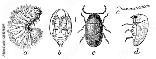 Cigarette Beetle, vintage illustration.