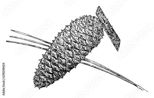 Pine Cone of Loblolly Pine vintage illustration.