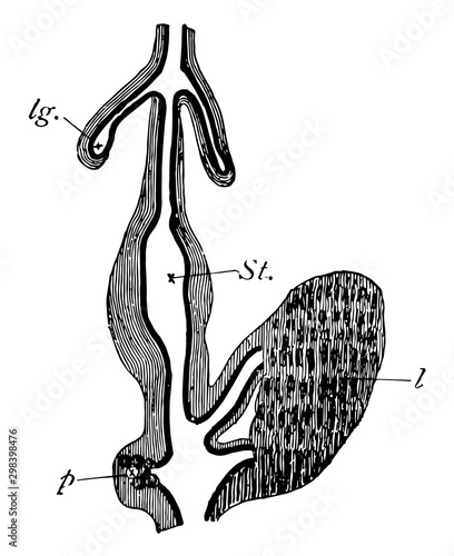 Chick Development, vintage illustration
