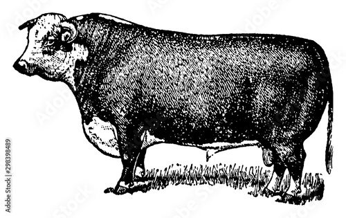 Hereford Bull, vintage illustration. photo