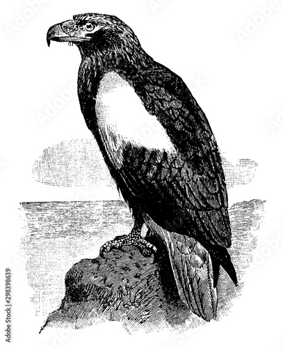 Steller Sea Eagle, vintage illustration.