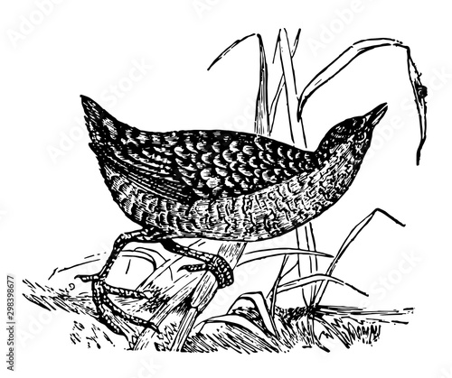 Land Rail, vintage illustration.