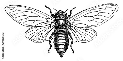 Cicada Septendecim, vintage illustration. photo