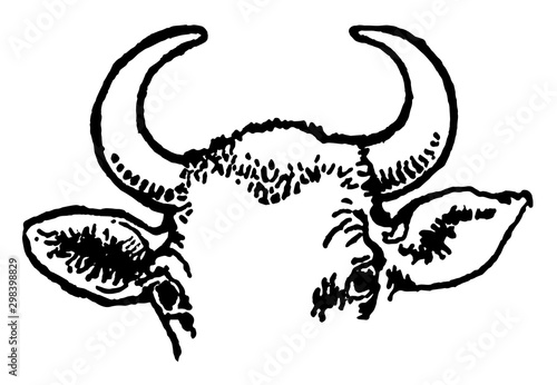 Cow Horns, vintage illustration.