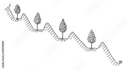 Irrigation with Check Levees, vintage illustration.