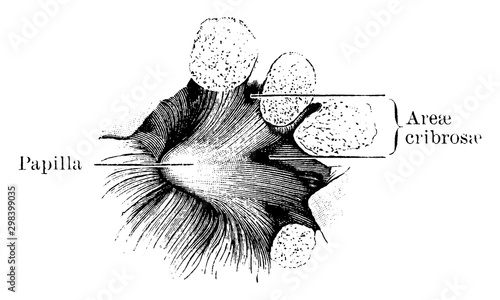 Kidney Sinus Wall, vintage illustration.