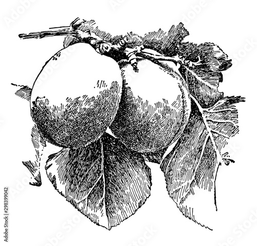 Good Fruits of Apricot vintage illustration.