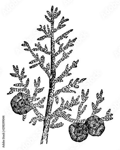 Cypress vintage illustration.