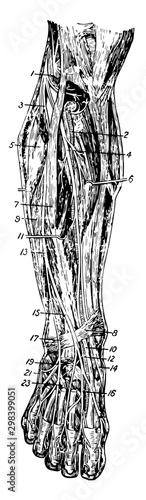Front of Leg, vintage illustration