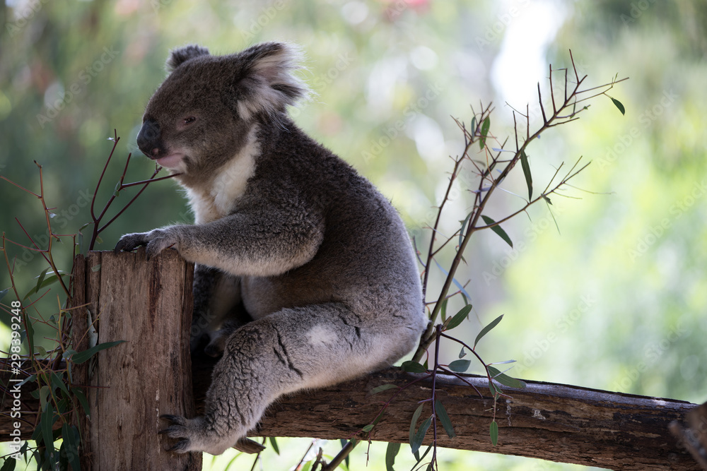 Fototapeta premium The Australian Koala (Phascularctos cinereous) 