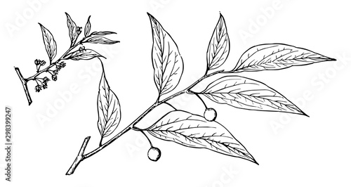 Branch of Celtis Mississippiensis vintage illustration.