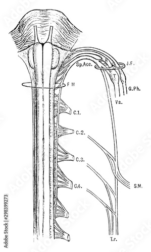 Spinal Accessory Nerve, vintage illustration.