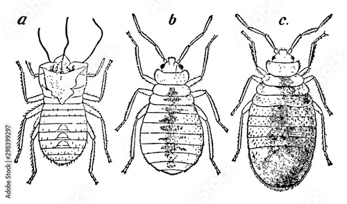 Bedbug, vintage illustration.