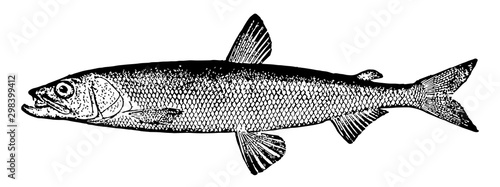 Rainbow Smelt, vintage illustration.