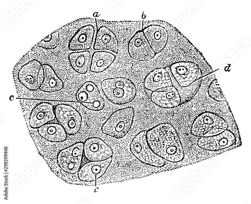 Hyaline Cartilage, vintage illustration