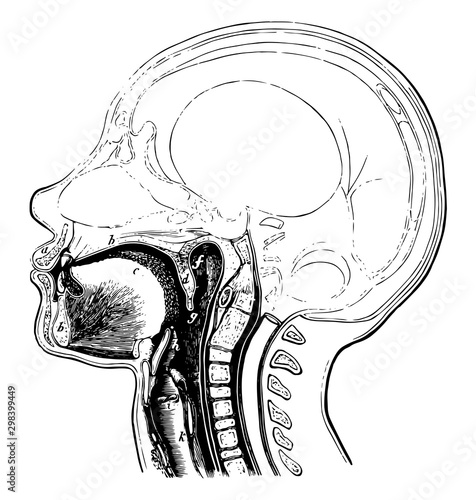Passage to the Esophagus and Windpipe, vintage illustration.