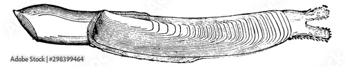 Razor Shell Clam, vintage illustration.