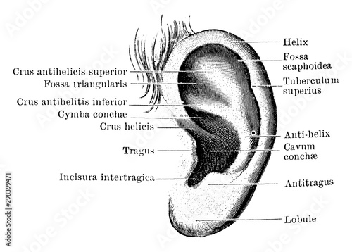 Outer Surface of Pinna, vintage illustration.