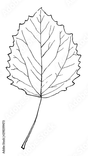 Genus Populus, L. (Aspen, Poplar) vintage illustration.