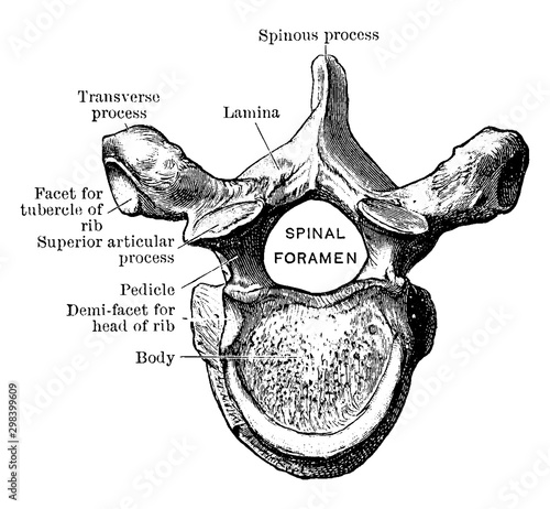 Fifth Thoracic Vertebra Viewed from Above, vintage illustration.