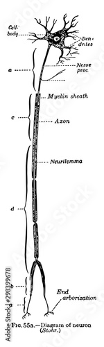 The Nervous System, vintage illustration photo