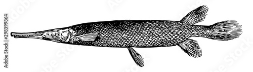 Shortnose Gar, vintage illustration.