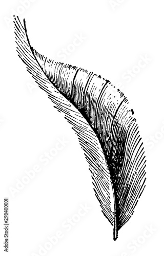 Tail Covert, vintage illustration.