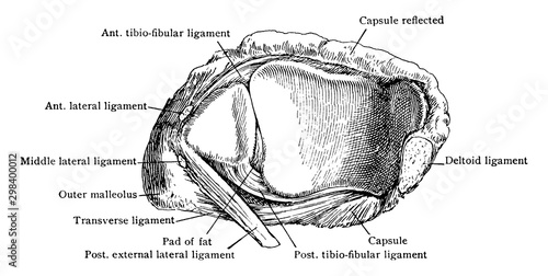 Socket of Ankle Joint, vintage illustration.