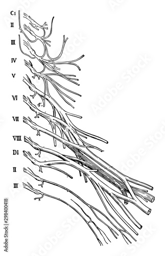 Cervical and Brachial Nerve Plexuses, vintage illustration. photo