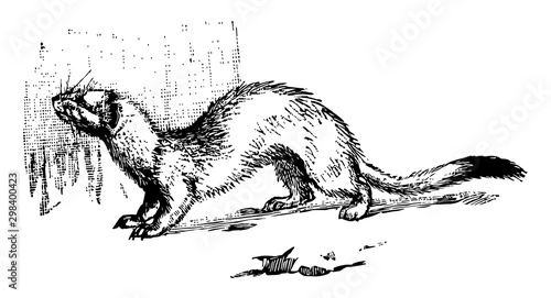 Ermine, vintage illustration.