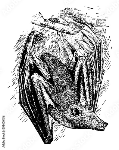 Flying Fox Bat, vintage illustration.