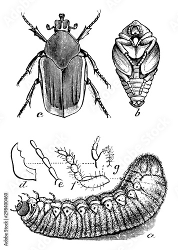 Allorhina, vintage illustration.