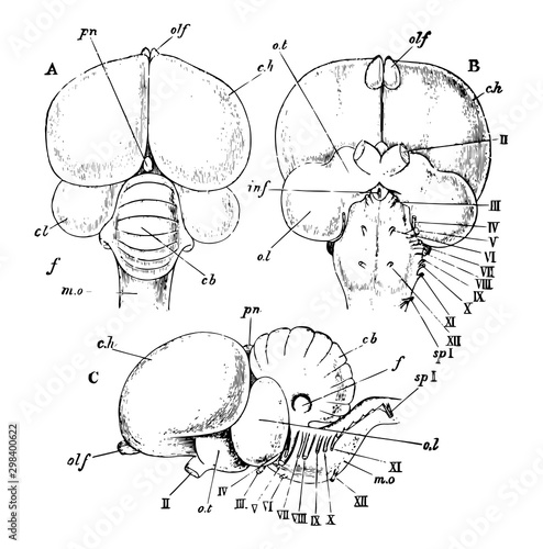 Rock Pigeon Brain, vintage illustration