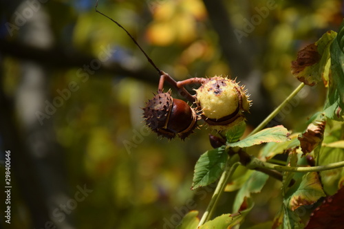 Brown and green chestnuts on tree branch against blurry tree backdrop