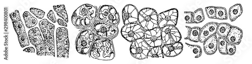 Hepatic Cells in Digestion, vintage illustration.