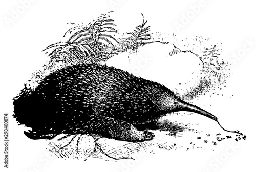 Western Long Beaked Echidna, vintage illustration.